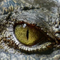 <h1>Crocodile Trader Pro鳄鱼趋势跟踪外汇ea原售价120美金</h1>